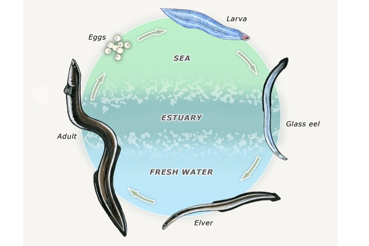 Diagram showing the life cycle of freshwater eels/tuna.