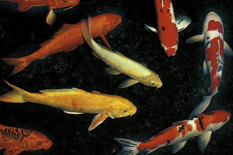 Various coloured Japanese koi carp in a pond.