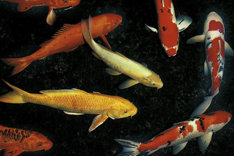 Types of koi carp fish on sale