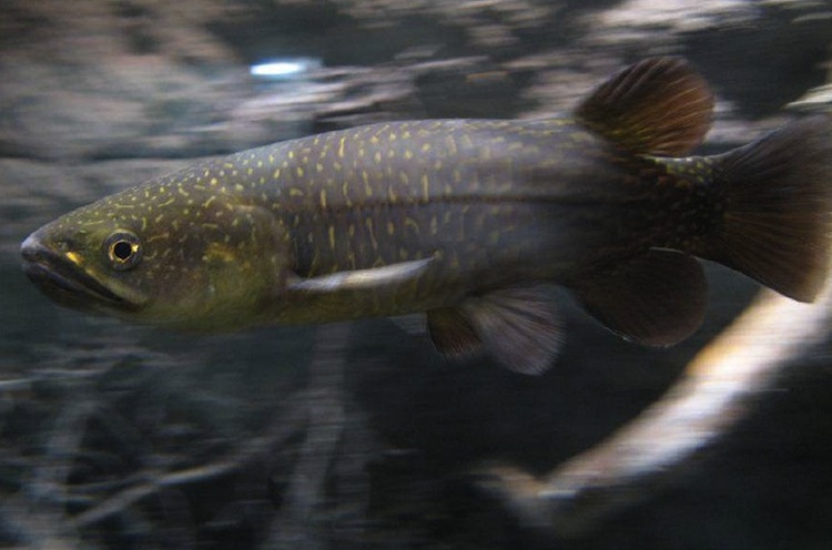 New Zealand’s freshwater fish – introduction — Science Learning Hub