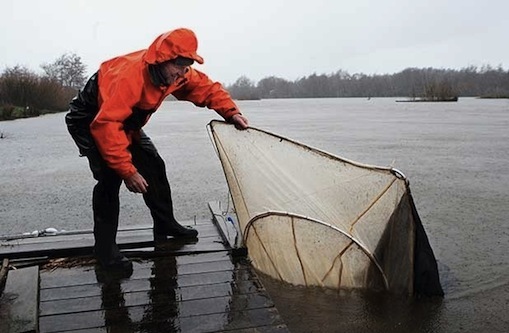 Worker removing unattended whitebait fishing net, Waikato River.