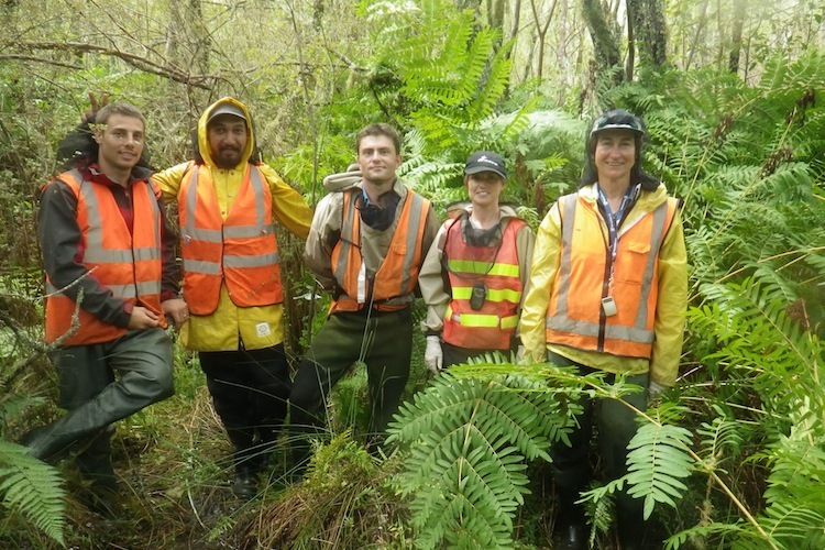Scientists in high vis vests in the Whangamarino Wetlands