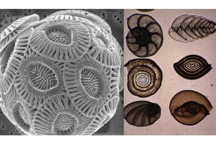 2 images: microscopic shells of foraminifera & coccolithophores