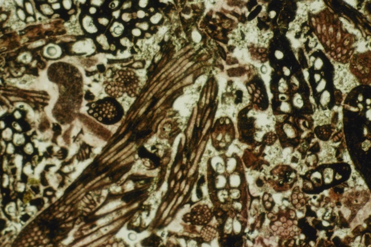 Microscopic view of limestone in thin section.