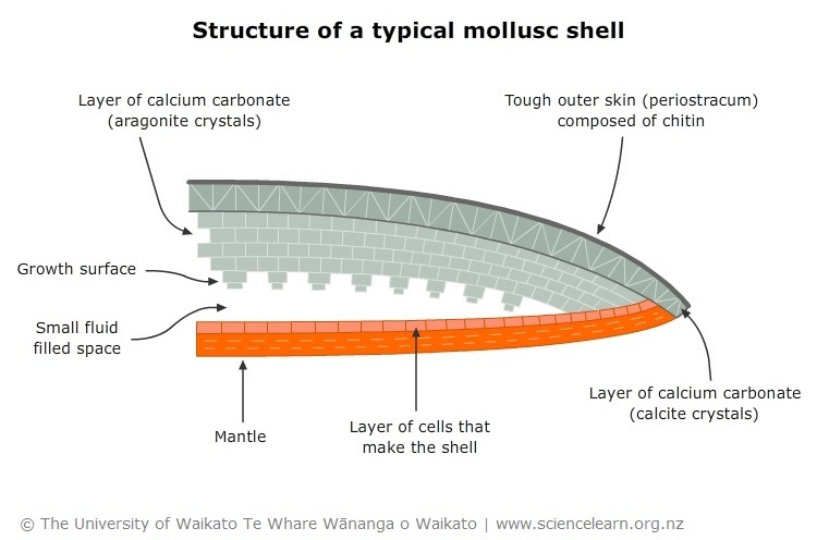 Diagram of the fine structure of a typical mollusc shell. 