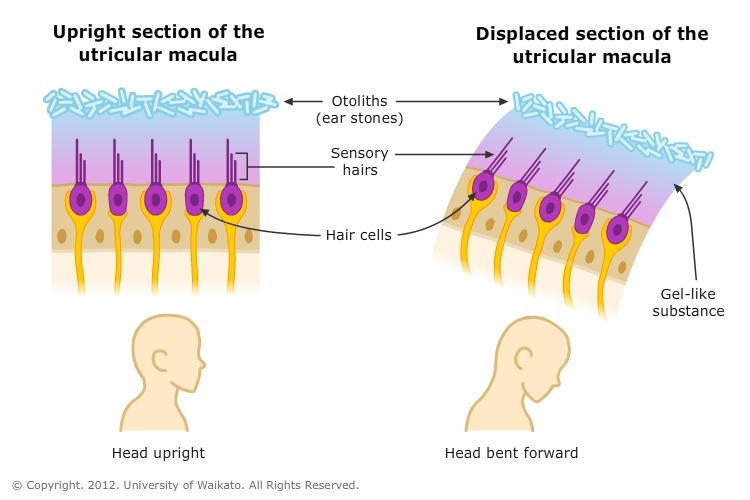 Carbonates in and on the ear — Science Learning Hub