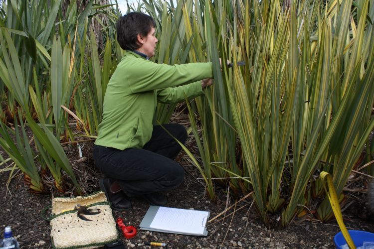 Scientist and harakeke flax plants at Dunedin Botanic Gardens.