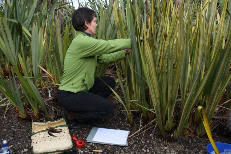 Scientist and harakeke flax plants at Dunedin Botanic Gardens.