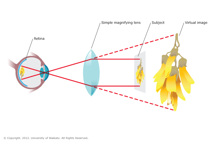 Diagram demonstrating simple magnification from eye to flower. 