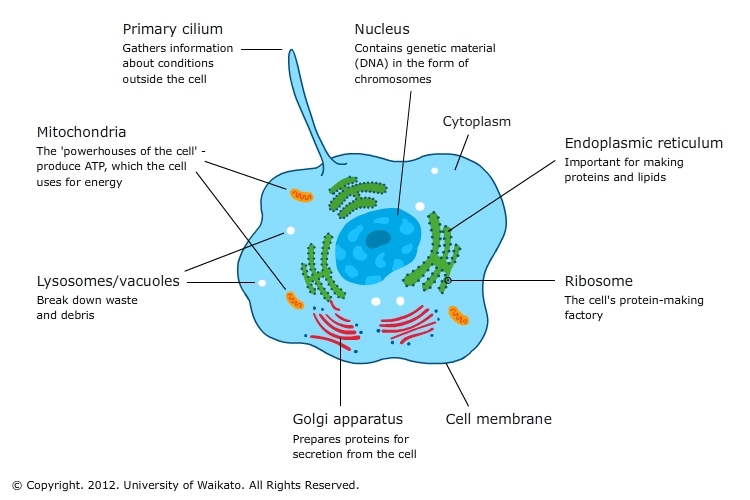 organelles present in plant cells