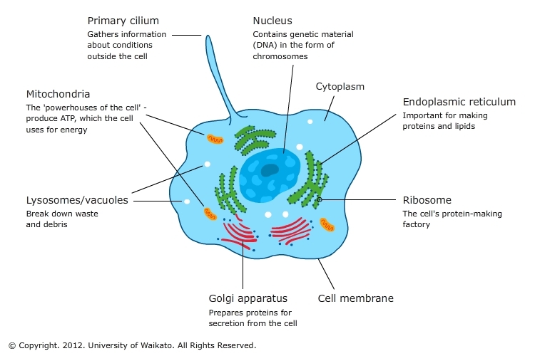 Diagram of a Core cell organelles with detailed info. 