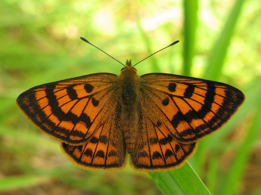 Rauparaha’s copper (Lycaena rauparaha) butterfly. 