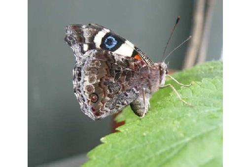 Camouflaged hind wing of a yellow admiral on a leaf