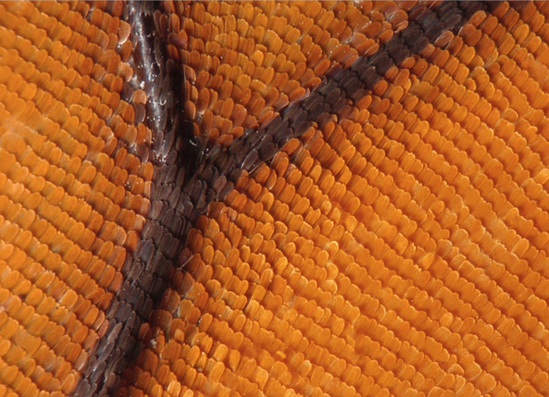 Close up image of a butterfly wing covered with scales