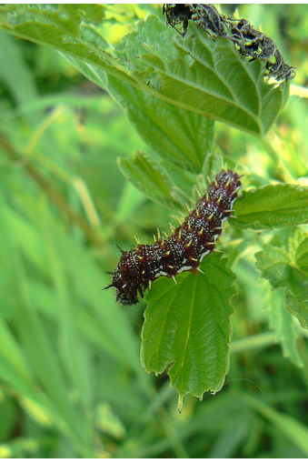 Red admiral caterpillar on stinging nettle leaves.