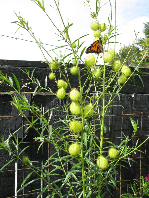 A swan plant in a garden with a monarch butterfly.