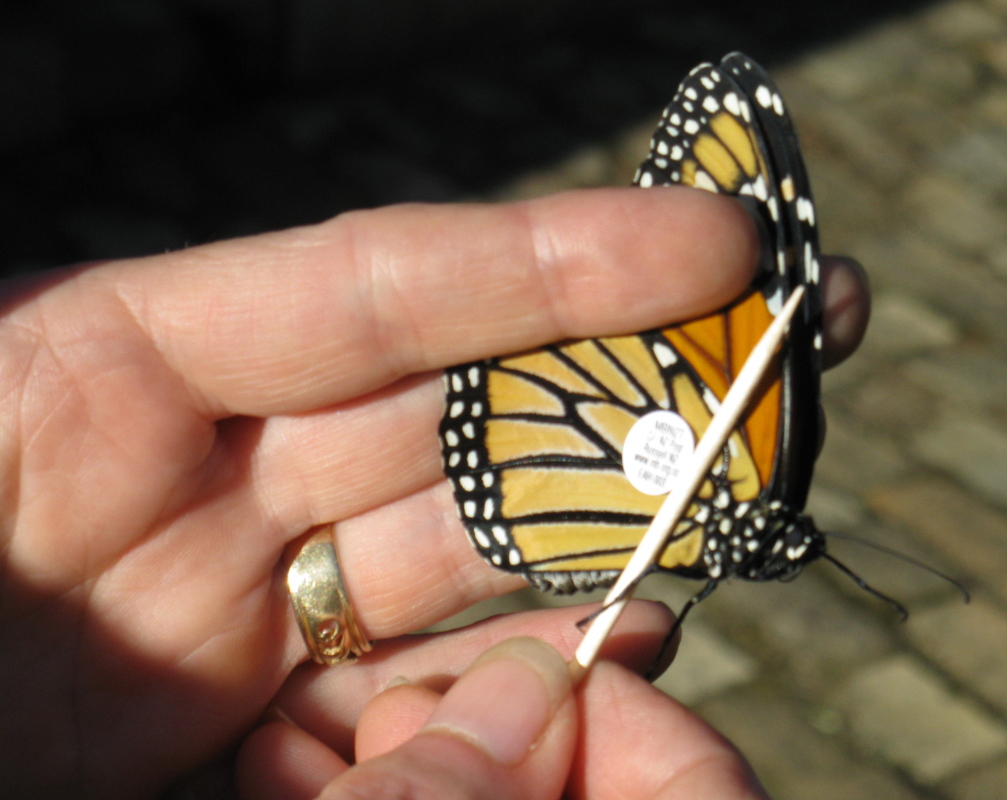 Hand holding a tagged monarch butterfly.