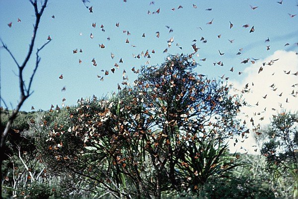 An overwintering swarm of New Zealand monarchs