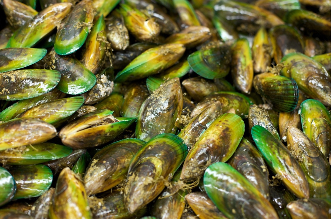 Pile of freshly harvested green-lipped mussels.