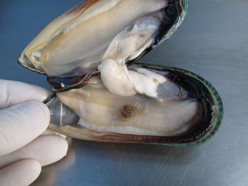 A female pea crab inside an opened male mussel.