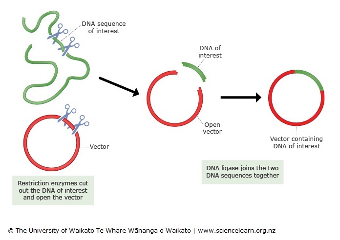 How To Add Foreign Dna To Bacteria Science Learning Hub