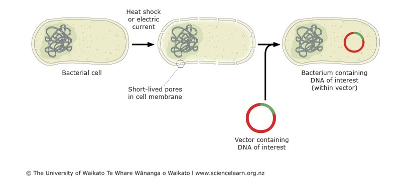 Diagram showing process of cloning vectors into bacteria.