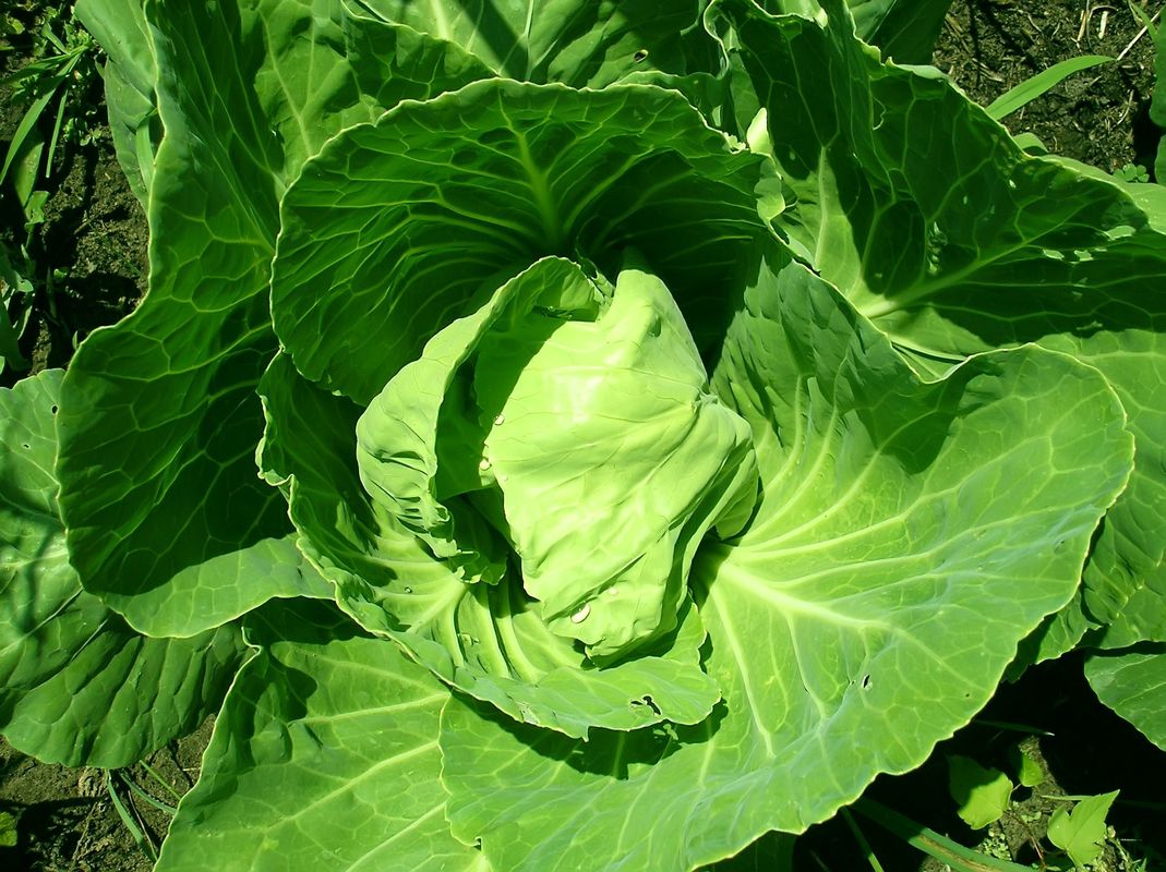 Green cabbage.