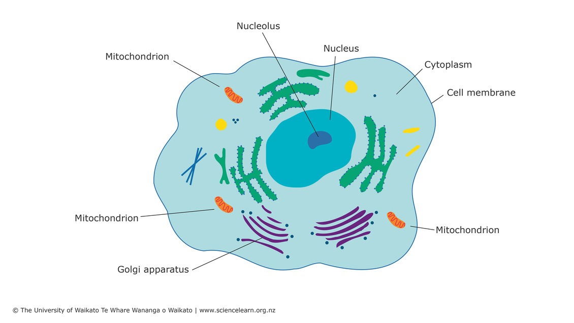 Cell diagram showing mitochondria. 