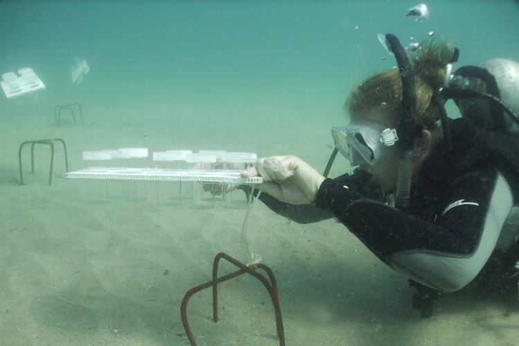 Scientist Jenni Stanley in a sets up an experiment underwater.
