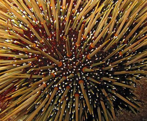Close-up of Evechinus chloroticus, New Zealand kina, spikes.