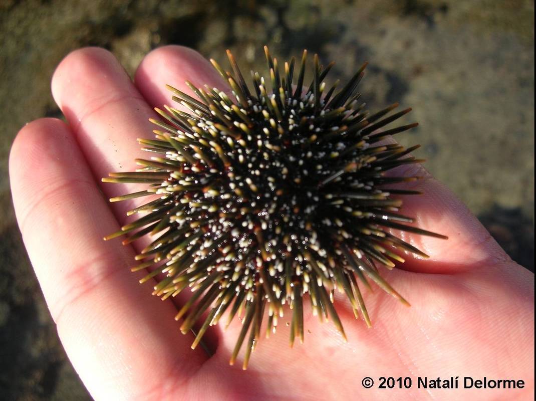 Hand holding an intact kina (or New Zealand sea urchin)