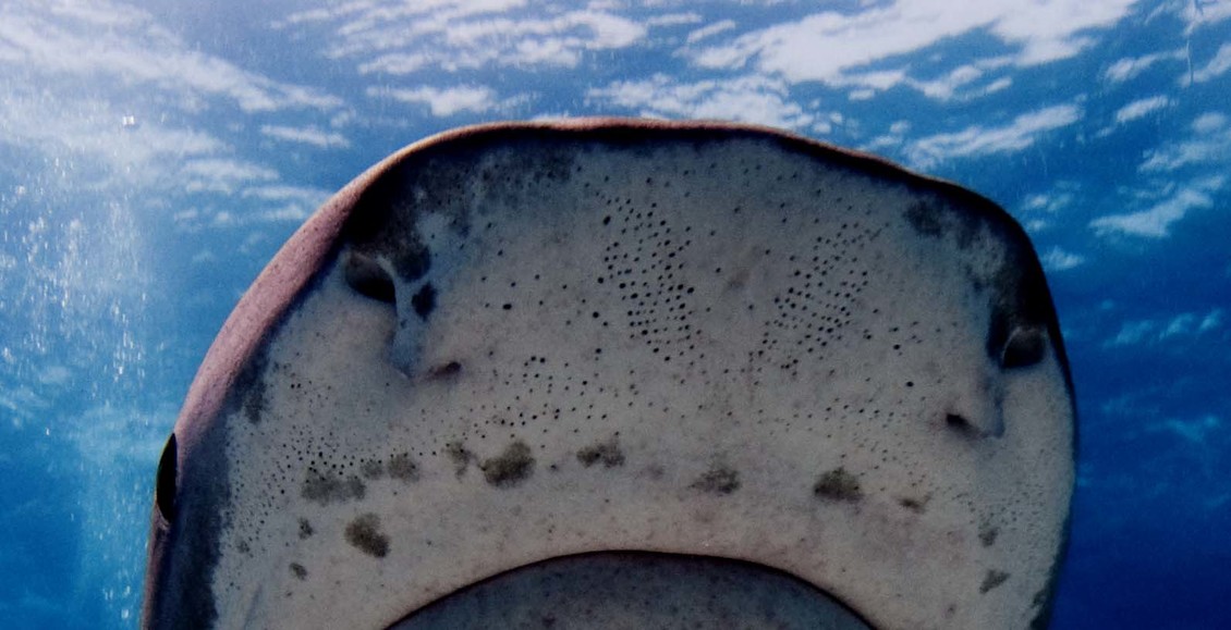 Looking up at lorenzini pores on snout of tiger shark underwater