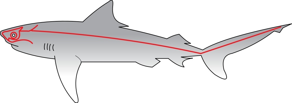 Diagram showing the lateral line in a shark.