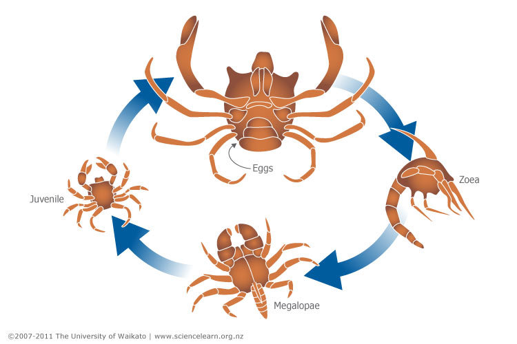 Diagram of the Crab life cycle. 