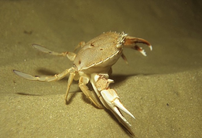 Paddle Crab