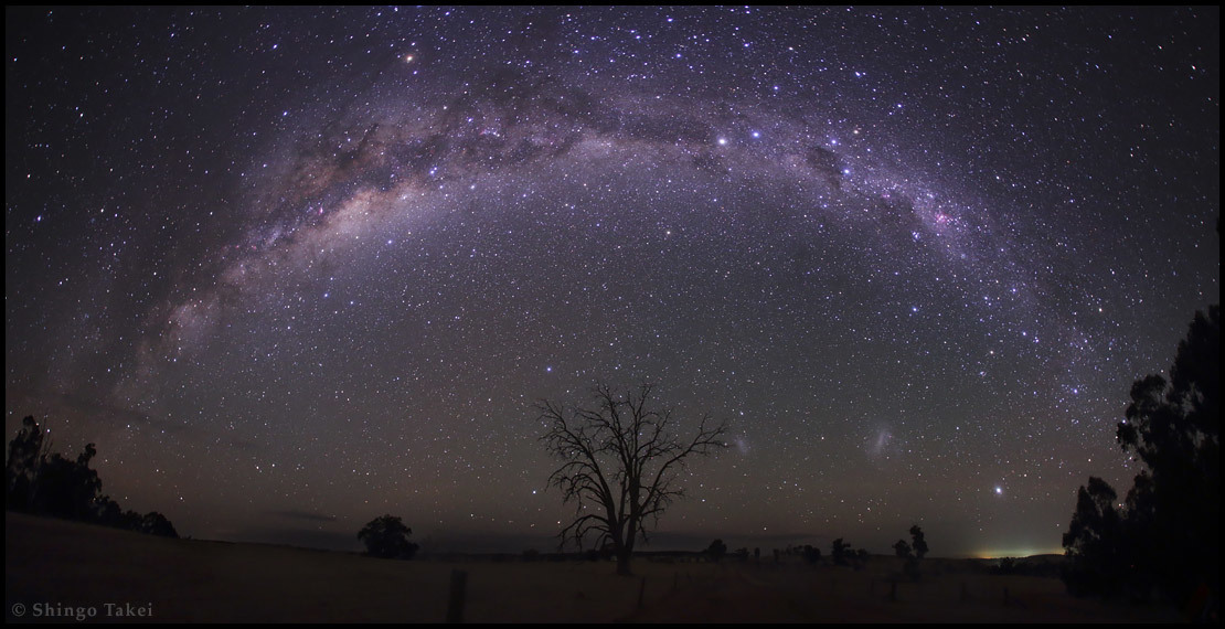 View of the milky way, with a tree silhouette in the middle