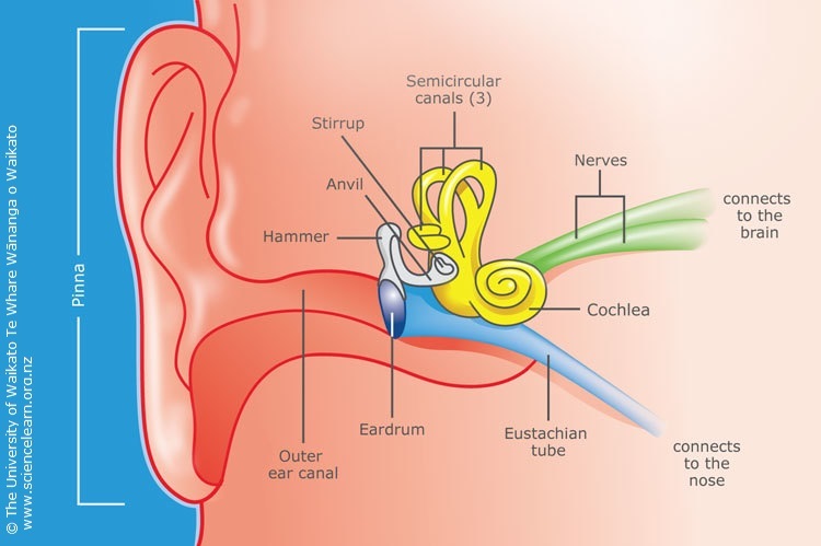 A cross-section of a human ear showing the canals and cochlea.