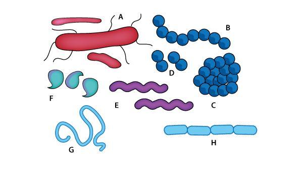 Diagram of different bacterial shapes.
