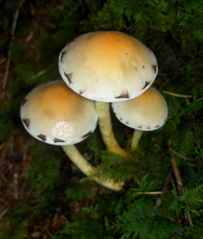 Clump of 3 white/cream coloured mushrooms outside.