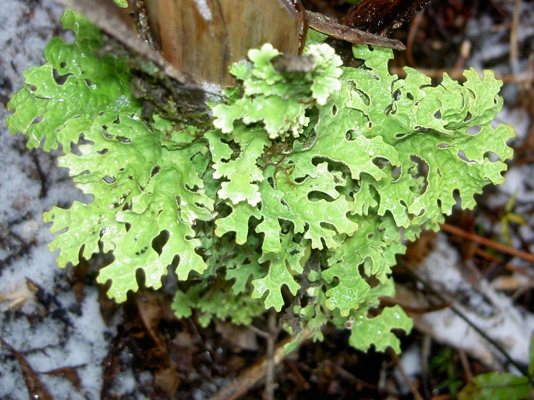 Green lichen.