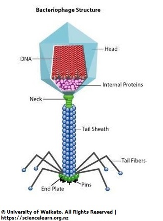 Diagram of a bacteriophage virus. 