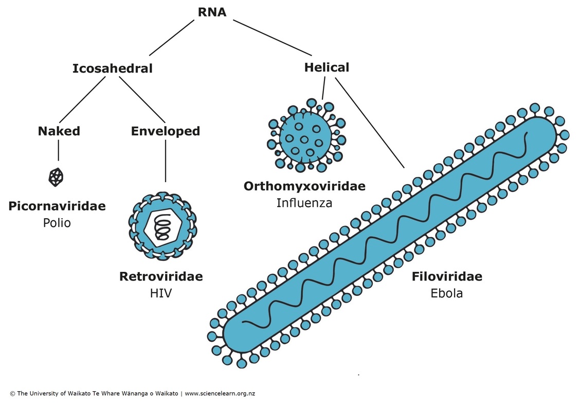 RNA viruses grouped by their shared characteristics diagram