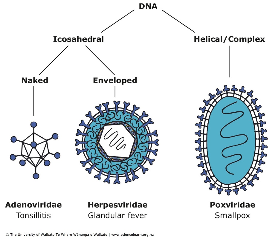 Diagram of DNA viruses, grouped by their shared characteristics