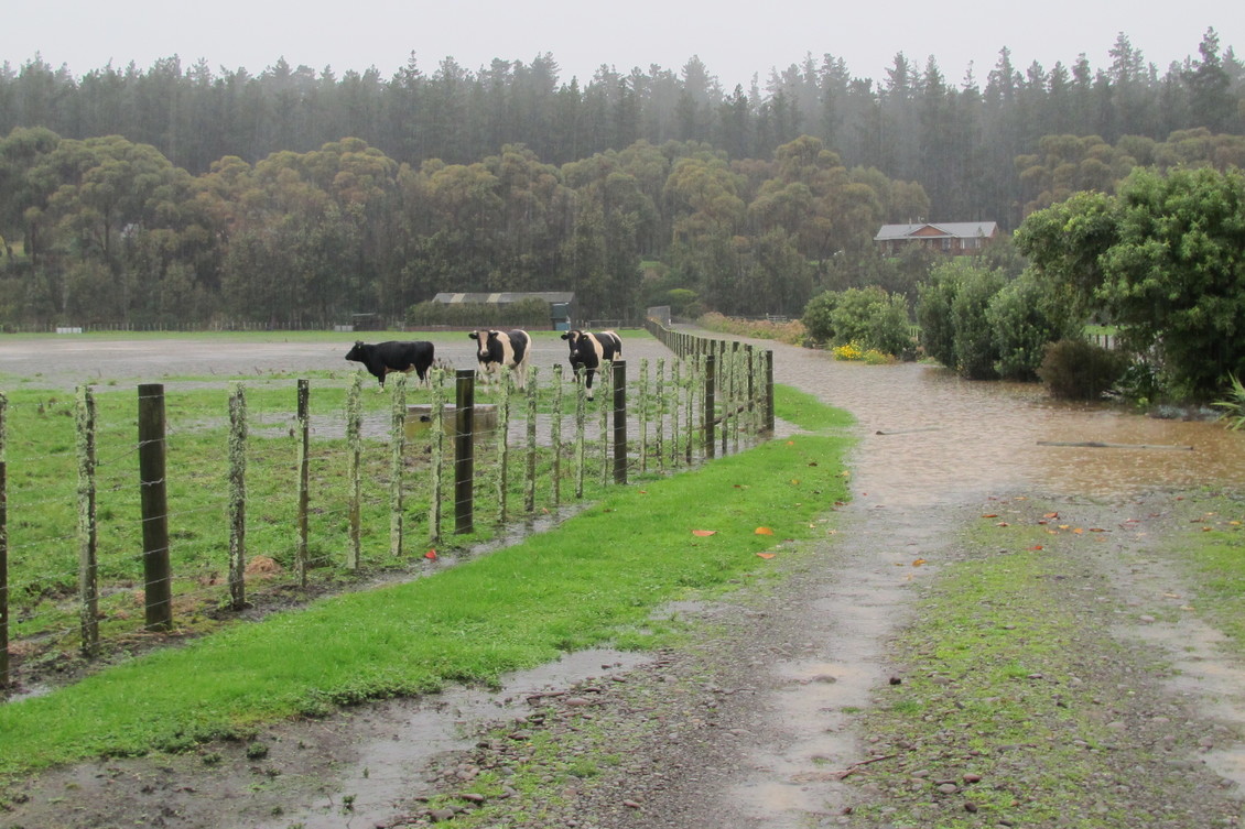 Farmland and cows during the 2015 Whanganui district floods, NZ.