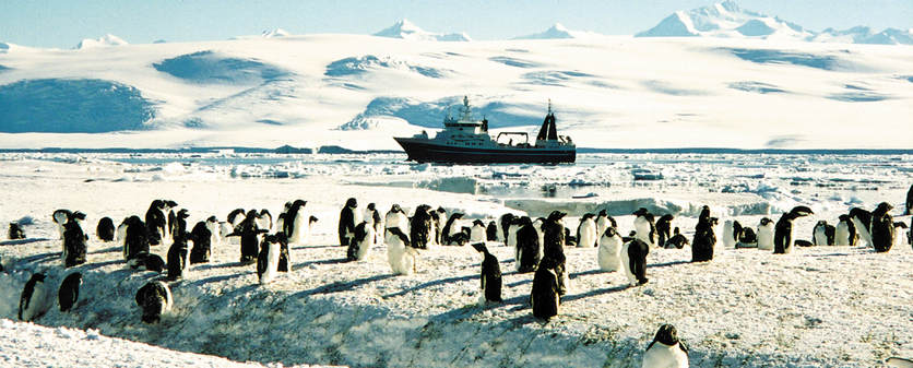 Penguins on the ice with research ship Tangaroa in background