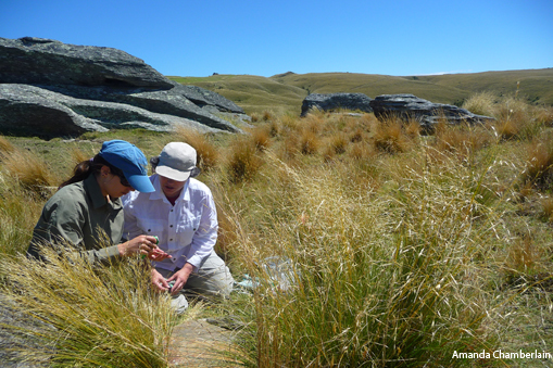 2 scientists lizard research in the field, Macraes Flat, Otago.