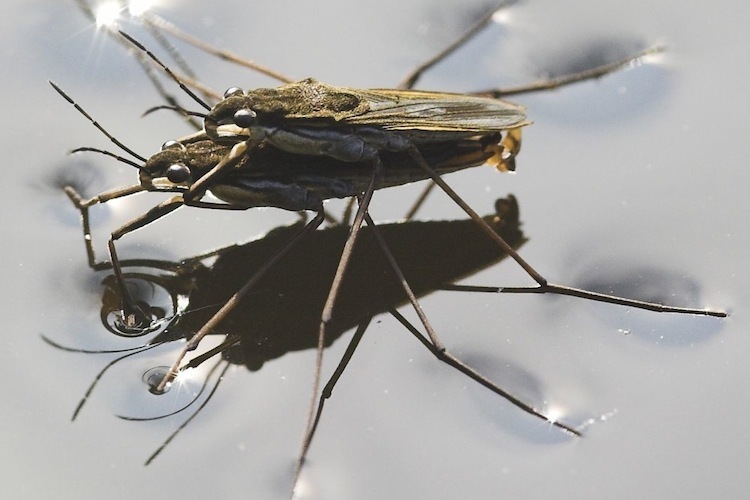 Water striders (Gerris sp.) use water surface tension on mating.