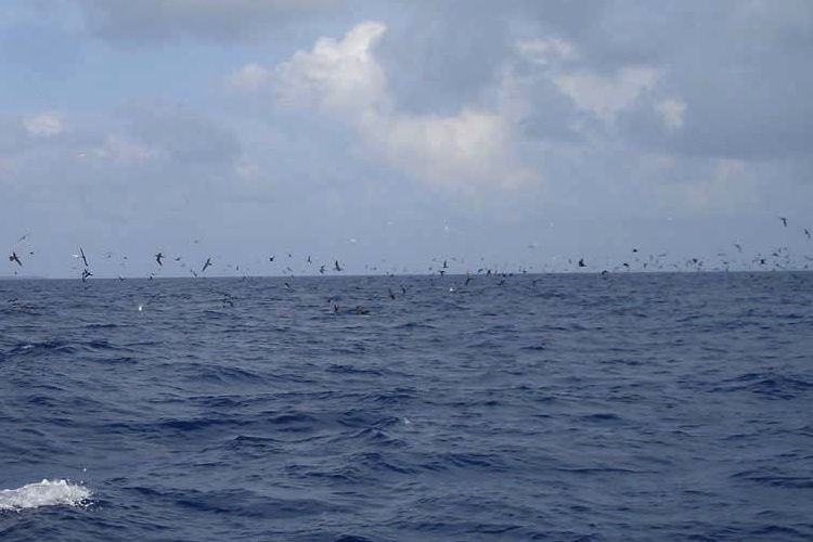 Large bird pile near Kwajalein Atoll, western Pacific Ocean
