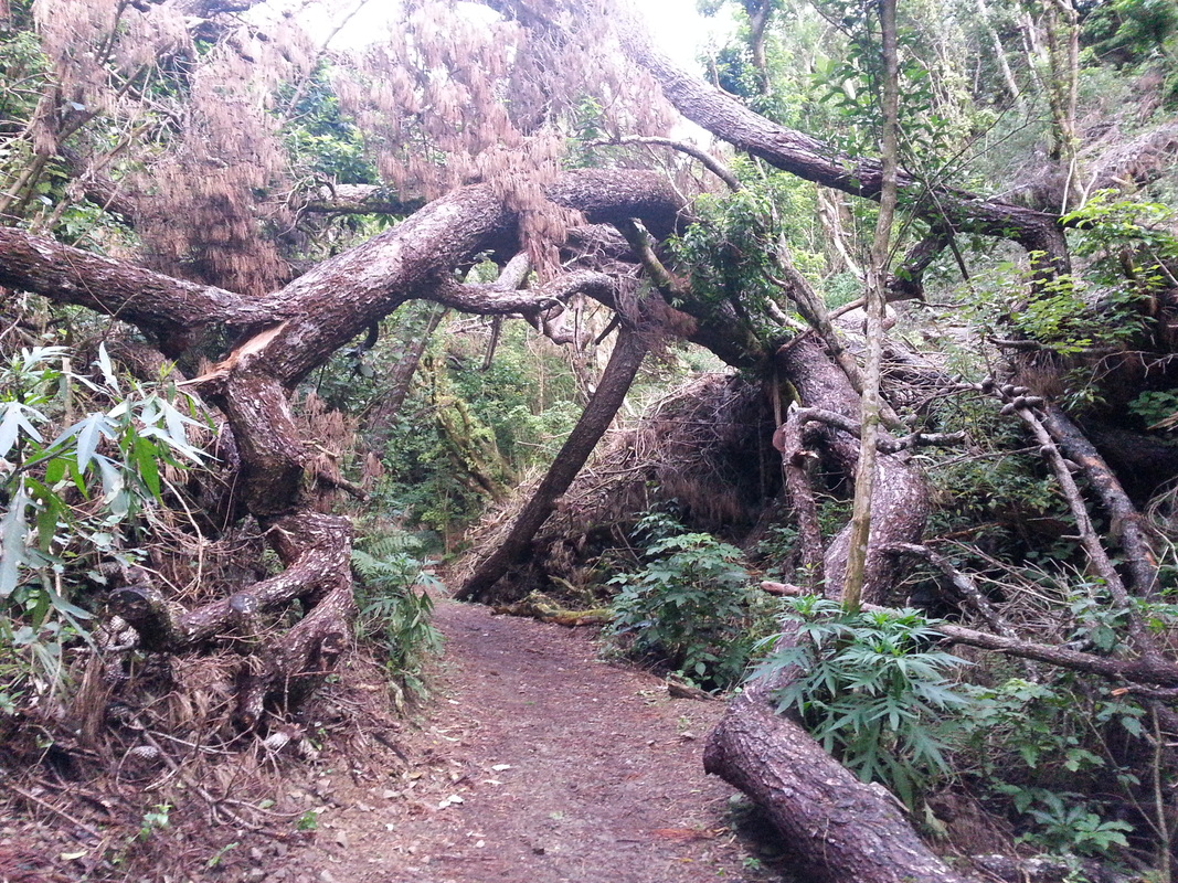 Forest walkway at Zealandia sanctuary in Wellington, New Zealand