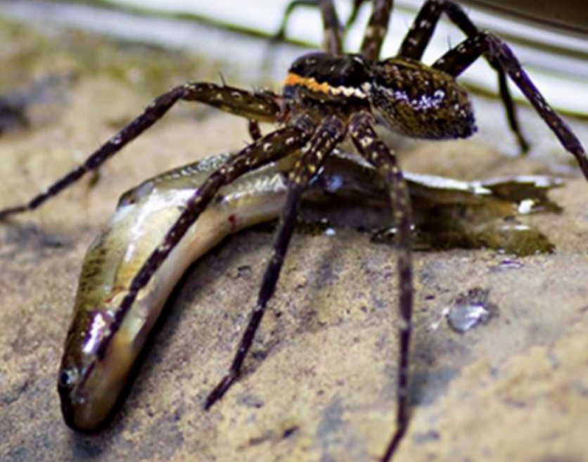 Dolomedes sp. preying on a mountain galaxias (Galaxias olidus)